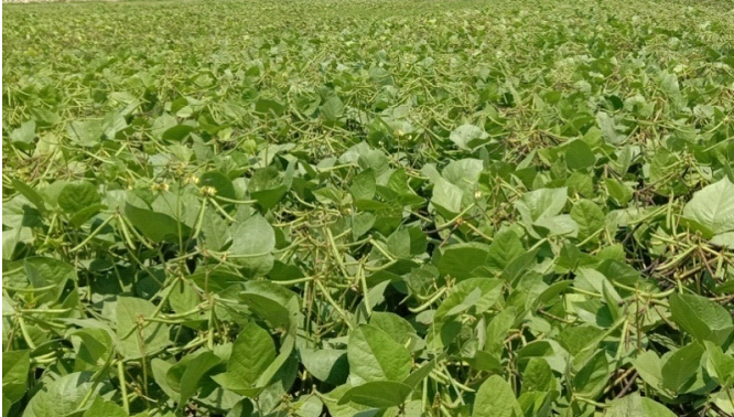 Groundnut Crop In India